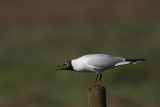 Black-headed gull