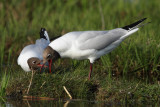 Black-headed gull, mating display