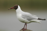 Black-headed gull