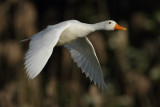 Pekin Duck, male