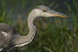 Grey heron, juvenile