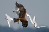 Black-headed gull