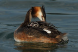 Great Crested Grebe