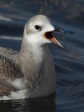 Sabines gull, juvenile