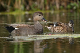 Gadwall, male and female