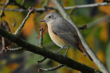 Common Redstart, 1Y