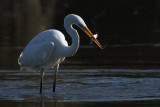 Great Egret, with catch
