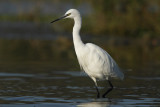 Little Egret