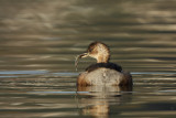 Little Grebe