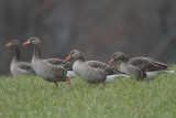 Greylag Geese