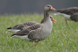 Greylag Goose