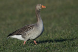 Greylag Goose