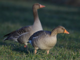 Greylag Geese