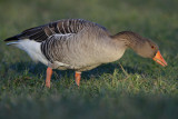 Greylag Goose