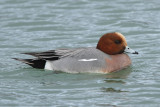 Eurasian Wigeon, male