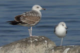 Caspian Gull, 2Y