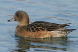 Eurasian Wigeon, female