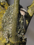 Long-tailed tit