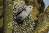 Long-tailed tit