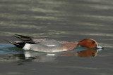 Eurasian Wigeon, male