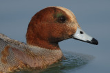 Eurasian Wigeon, young male