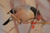Bullfinch, female