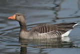 Greylag Goose