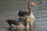 Greylag Geese