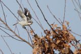 Great Grey Shrike