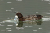 Greater Scaup, female