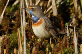 Bluethroat, male