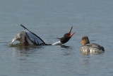 Red-breasted Merganser, male and female