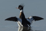 Red-breasted Merganser, male