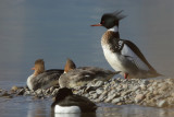 Red-breasted Merganser, male and female