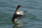 Little Grebe