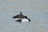 Greater Scaup