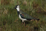 Northern Lapwing