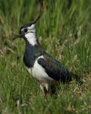 Northern Lapwing