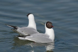 Black-headed gull, mating display