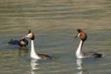 Great Crested Grebe