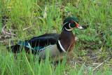 Wood Duck