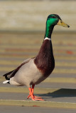 Mallard, male