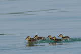 Mallard, young