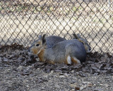 cavies.jpg