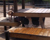 Elvis and Mr. Bojangles.jpg
