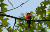 Scarlet Tanager