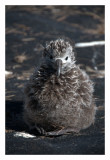 Albatross chick