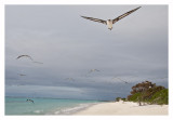 Midway Atoll