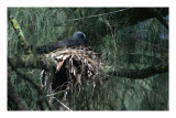  Black Noddy ( Anous minutus melanogenys)