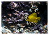 Yellow Tang